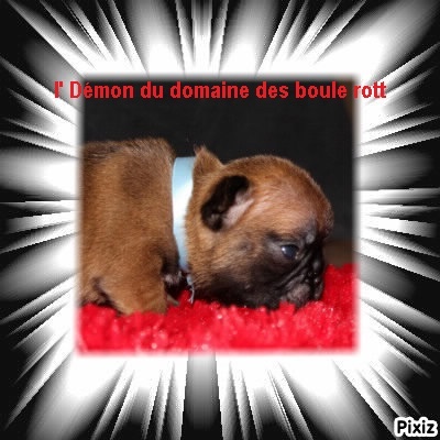 I démon du domaine des boule rott